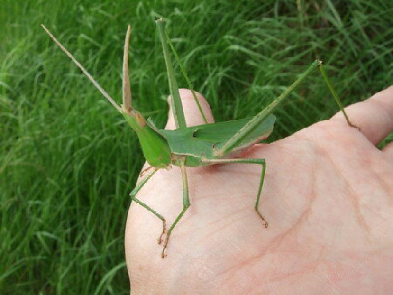 Featured image of post バッタと戯れる