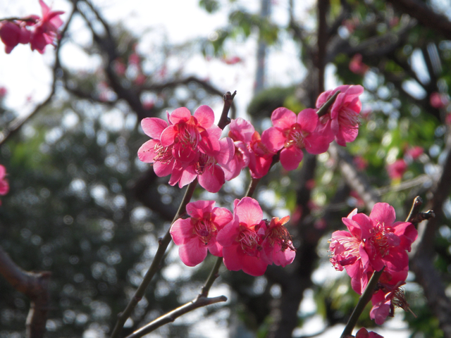ume01.jpg